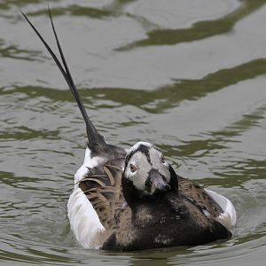 Long-tailed drake