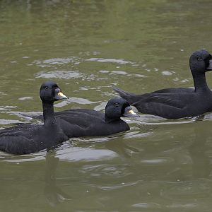 Common scoter drakes