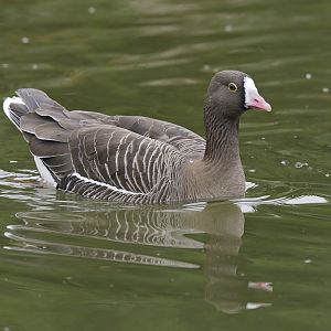 Lesser white-fronted goose