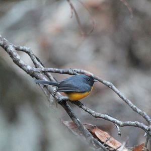 Slate-throated Redstart - Mar 2019