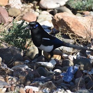 Maghreb magpie - (Oued Souss)