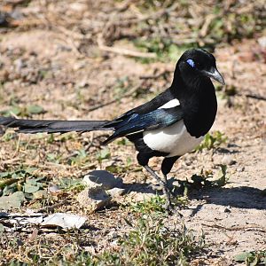 Maghreb magpie - (Agadir)