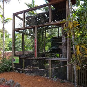 Coppery Titi Exhibit