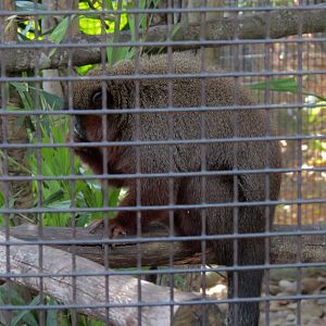 Coppery Titi Exhibit