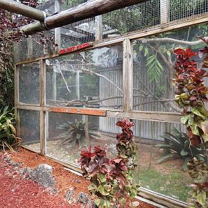 Golden Lion Tamarin Exhibit