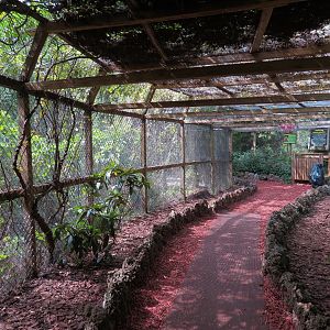 Amazonian Rainforest (Black-capped Capuchin and Squirrel Monkey Exhibit) - Visitor Tunnel