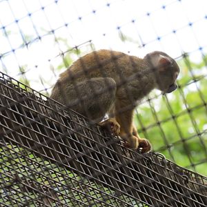 Amazonian Rainforest (Black-capped Capuchin and Squirrel Monkey Exhibit)
