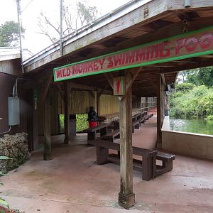 Wild Monkey Swimming Pool (Java Macaque Exhibit) - Viewing Shelter