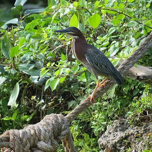 Wild Monkey Swimming Pool (Java Macaque Exhibit) - Wild Green Heron