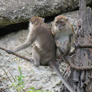 Wild Monkey Swimming Pool (Java Macaque Exhibit)