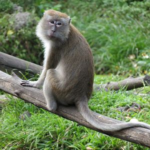 Wild Monkey Swimming Pool (Java Macaque Exhibit)