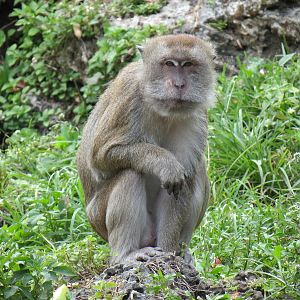Wild Monkey Swimming Pool (Java Macaque Exhibit)