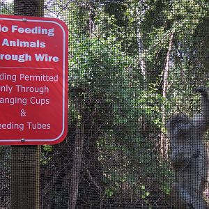 Wild Monkey Swimming Pool (Java Macaque Exhibit) - Visitor Tunnel