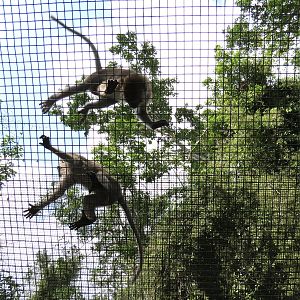 Wild Monkey Swimming Pool (Java Macaque Exhibit) - Visitor Tunnel