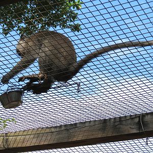 Wild Monkey Swimming Pool (Java Macaque Exhibit) - Treat Cup on Chain for Feeding
