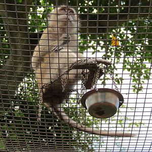 Wild Monkey Swimming Pool (Java Macaque Exhibit) - Treat Cup on Chain for Feeding