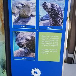 Info on the three harbor seals