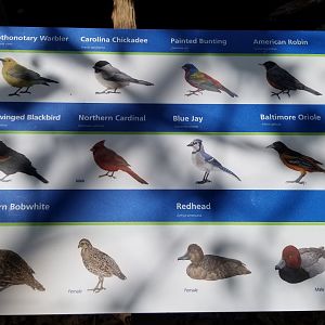 Upland River bird species