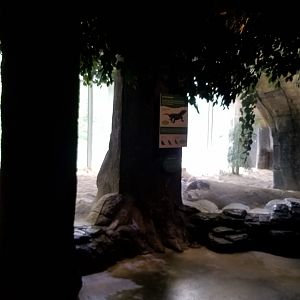 First Komodo exhibit