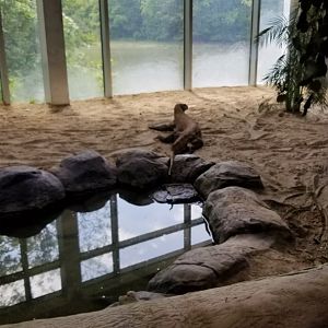 First Komodo exhibit