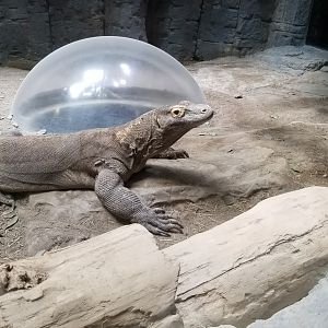 Second Komodo exhibit
