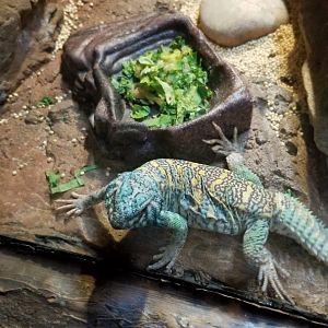 Ornate Uromastyx