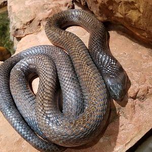 Egyptian Cobra