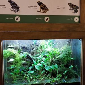 Poison frogs exhibit, in Science Shack #2