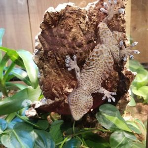 Tokay Gecko, in Science Shack #2