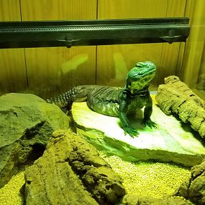 Mali Uromastyx, in Science Shack #2
