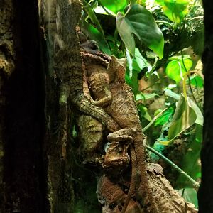 Javan Hump-headed Lizard, male and female