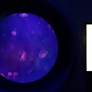 Moon Jellies