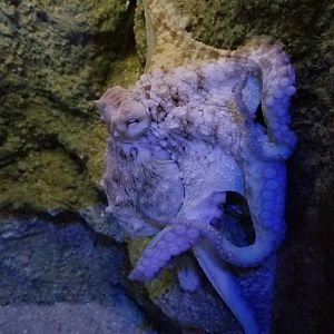 ID? Octopus, species not identified