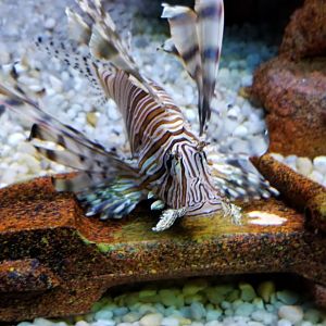 Lionfish