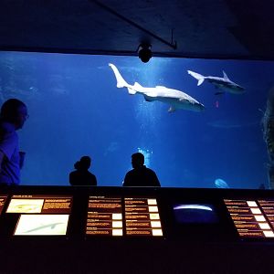 Shark tank, sandbar sharks