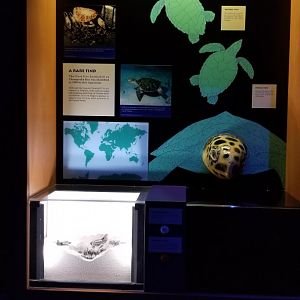 Turtle species display