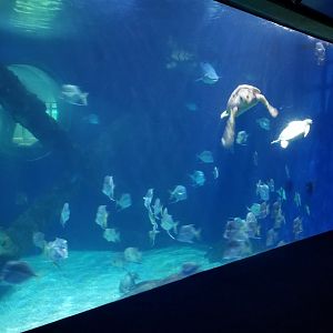 Sea turtle tank