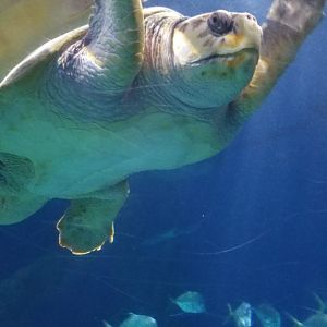 Sea turtle