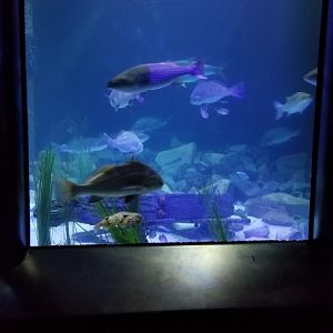 Chesapeake Bay exhibit