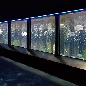 Chesapeake Bay exhibit