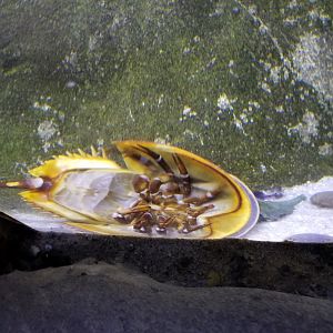 Horseshoe crab shedding!