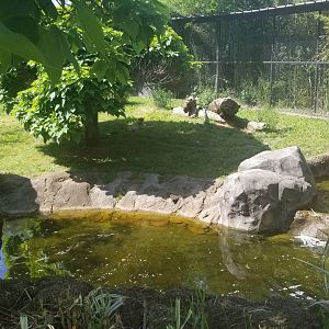 Cheetahs, happy in the shade