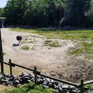 End of giraffe area closest to building