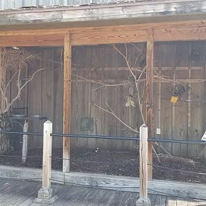 Taveta Golden Weaver & White-headed Buffalo Weaver aviary