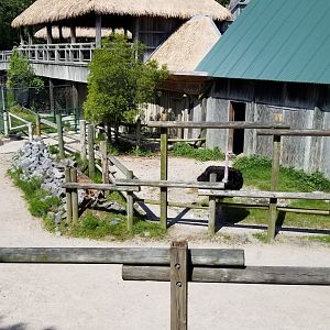 Giraffe/ostrich yard close to buildings