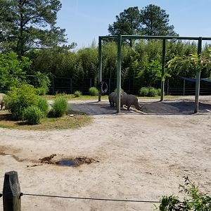 White Rhino yard