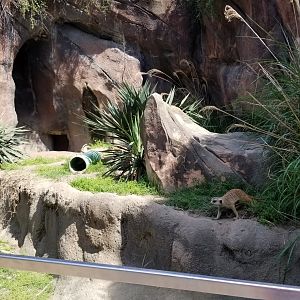 Meerkats
