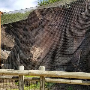 Rock Hyrax exhibit