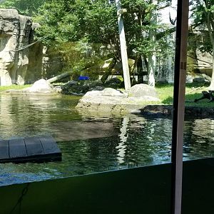 River Otters and White-cheeked Gibbon