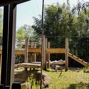 Asiatic Black Bear exhibit